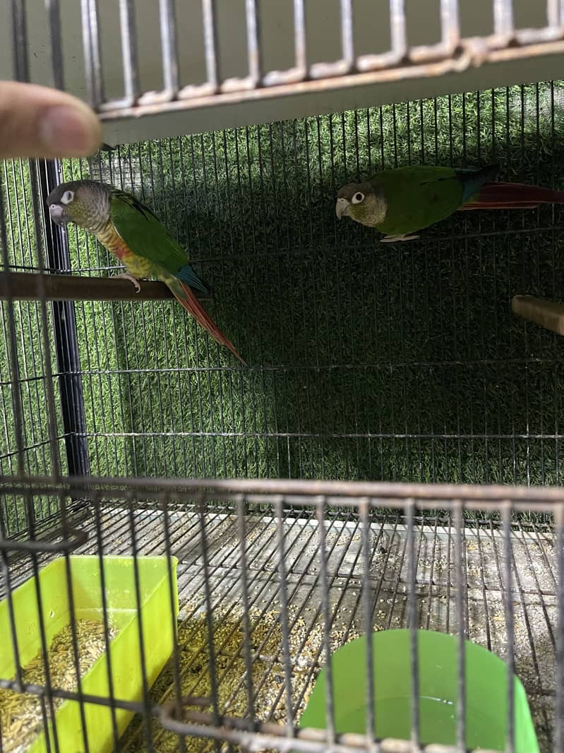 Setup for sale pineapple cocktail java 3