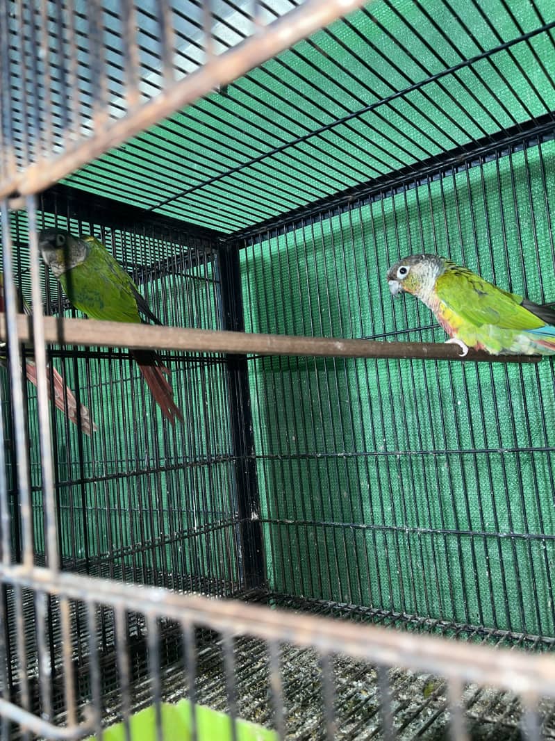 Setup for sale pineapple cocktail java 5