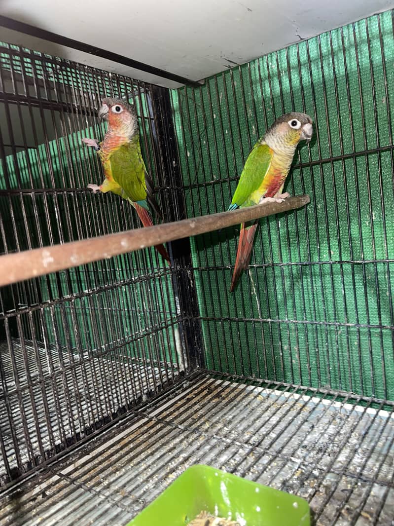 Setup for sale pineapple cocktail java 7