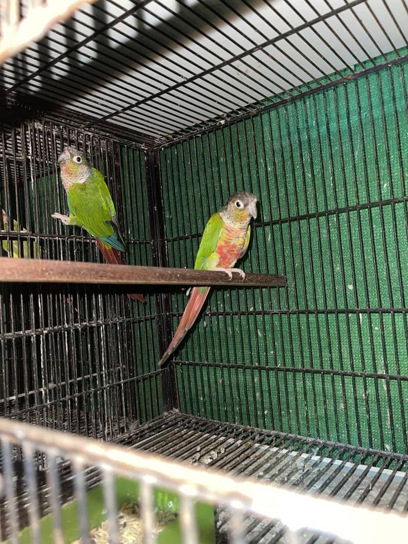 Setup for sale pineapple cocktail java 9