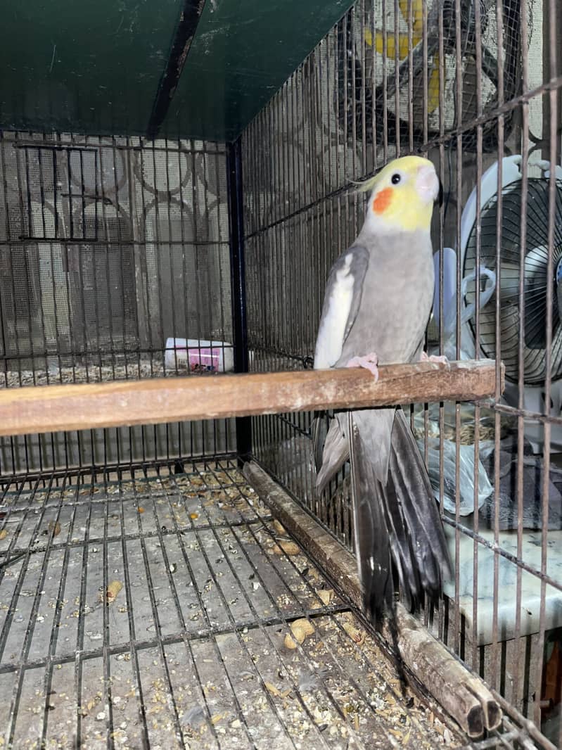 Setup for sale pineapple cocktail java 10