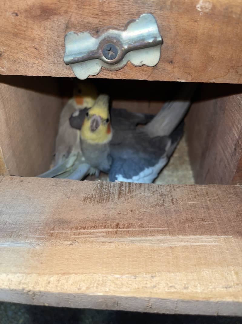 Setup for sale pineapple cocktail java 12