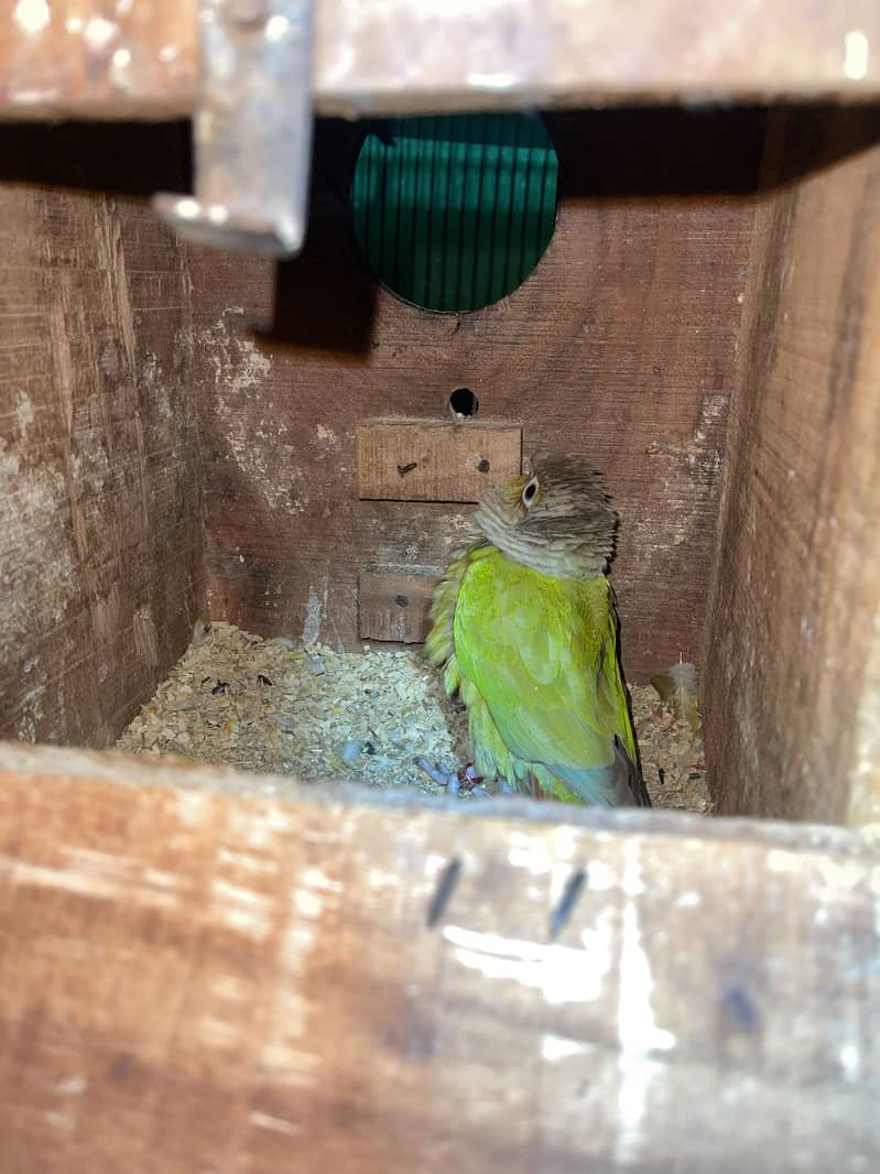 Setup for sale pineapple cocktail java 14