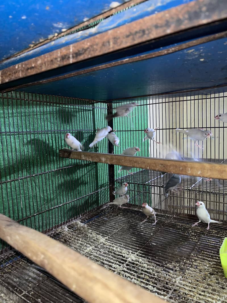 Setup for sale pineapple cocktail java 15