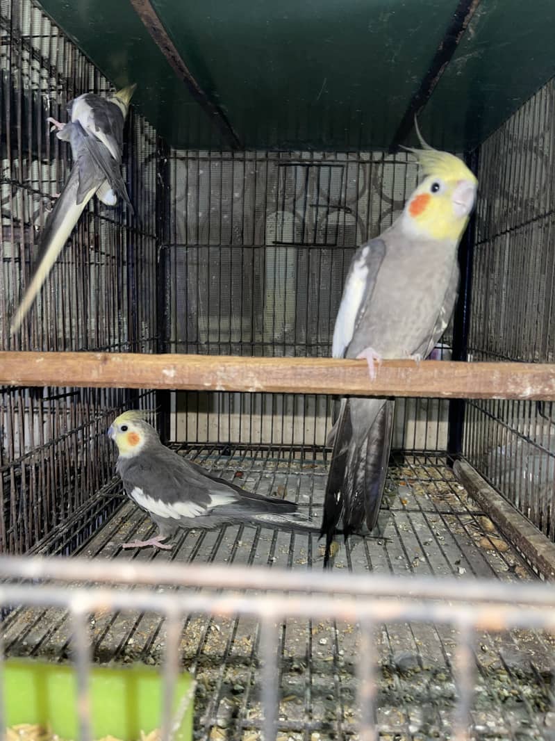 Setup for sale pineapple cocktail java 16