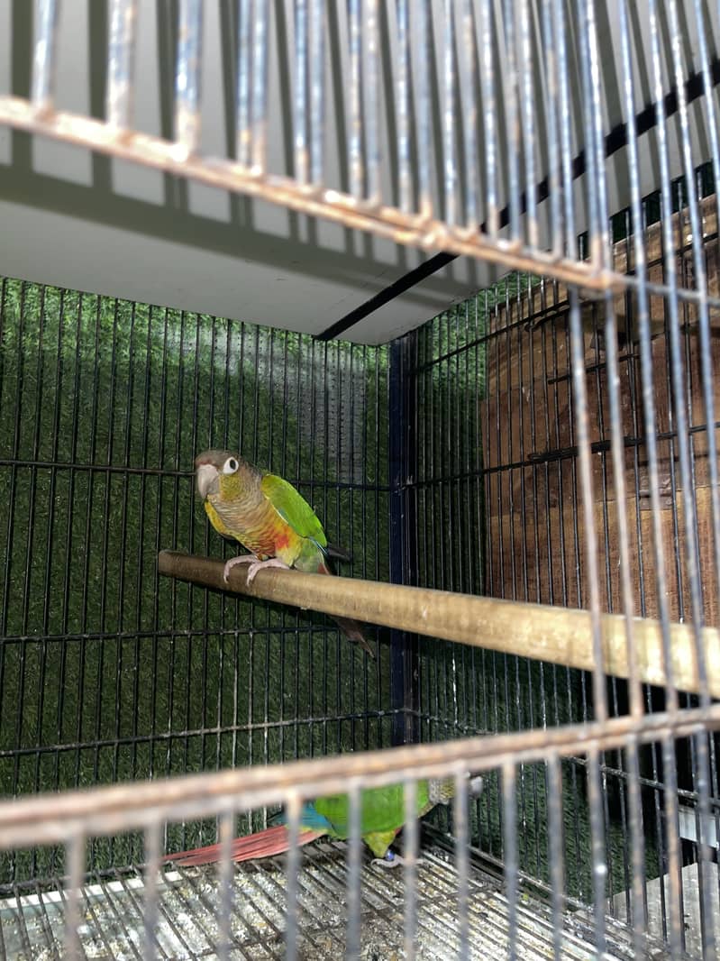 Setup for sale pineapple cocktail java 17