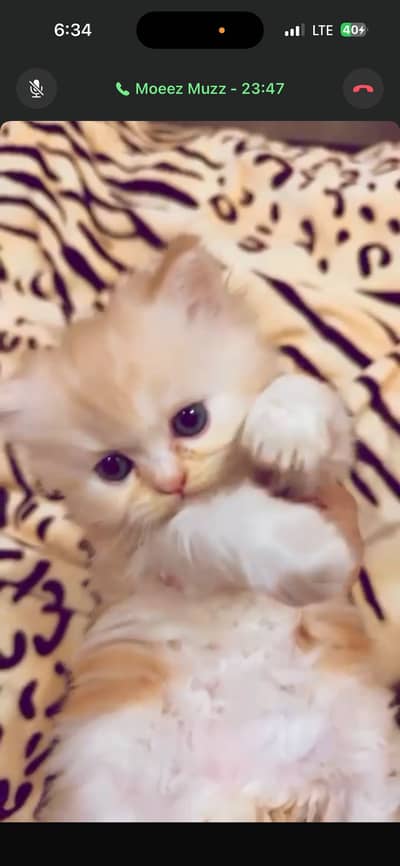 4 kittens male female