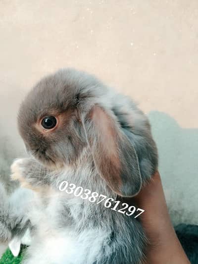 Holland Loop A+ quality