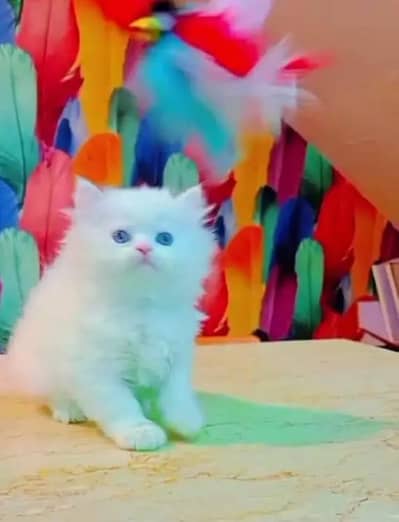 Persian female kitten for sale My WhatsApp number 03 25 022 67 56