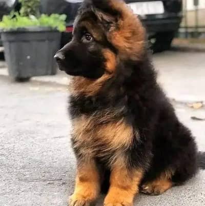 German shepherd puppies for sale healthy 0326=65=49=136