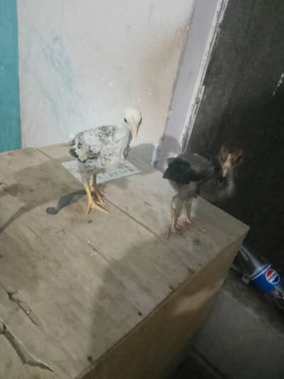 Aseel chicks number 03704056427