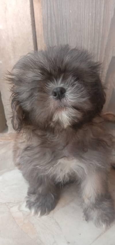 Shihtzu puppy female