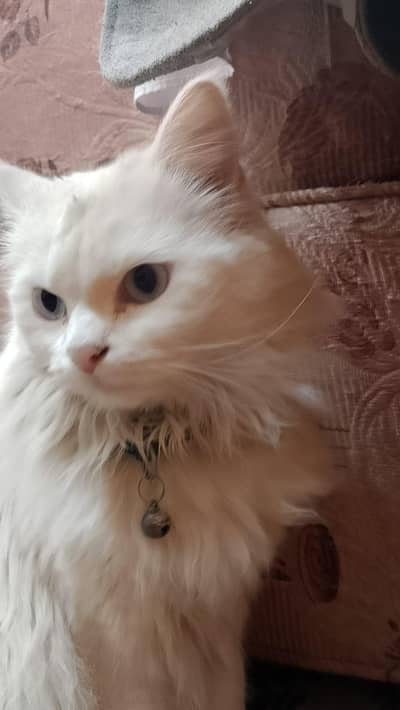 Persian Cat For Sale