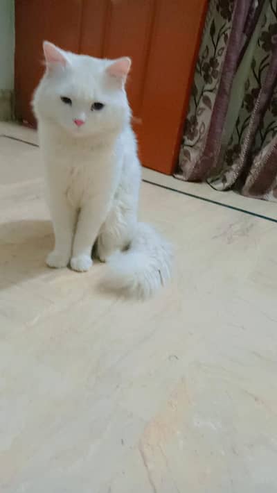 jis ko Lena he he Wohi rabta he 03121146096 Whatsapp number