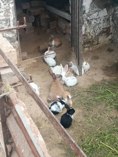 Rabbits | Bunny | Baby Rabbits | Pair | fancy Rabbits for sale