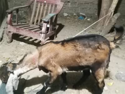 bakra. for. sale. qurbani 2026