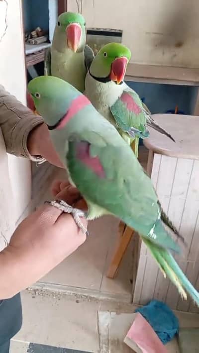 kashmiri parrot information WhatsApp 0342========9369========990