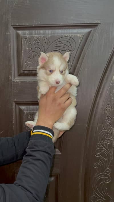 Husky puppies