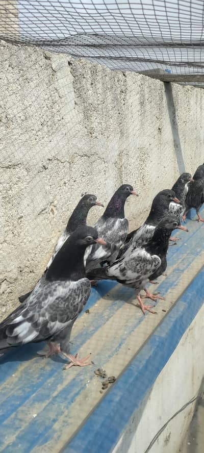 bagle or royal teddy pathe per pics 1800