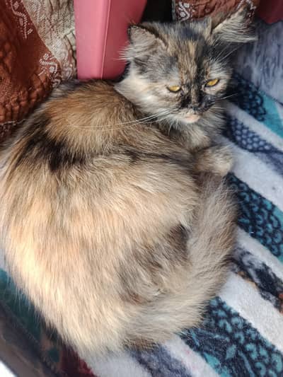 Persian triple coated black and gold hair with yellow eyes