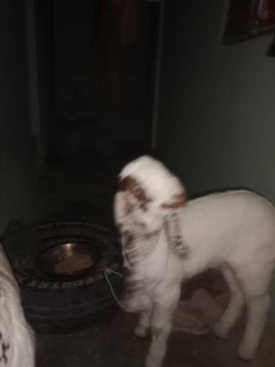 both piyari ha mashallah