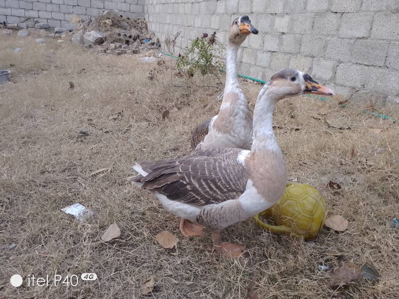 ایک جوڑا بڑی بطخ 0