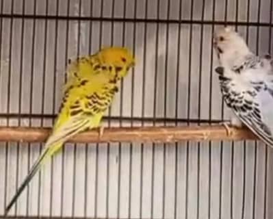 top quality TCB hogomoro pair