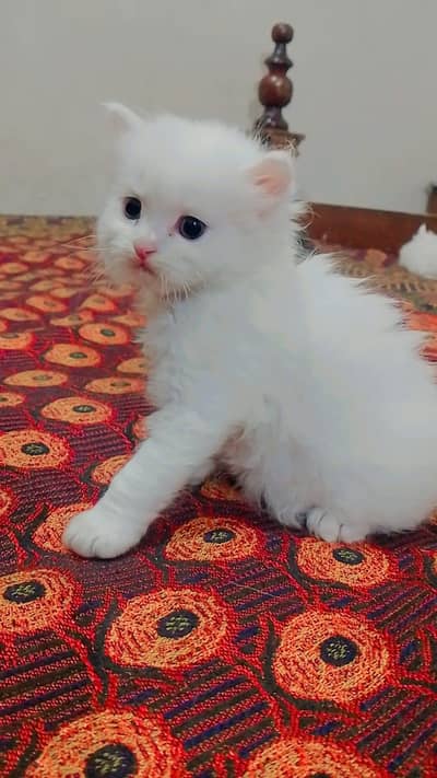4 Gorgeous Persian Kittens Ready for Their Forever Homes 