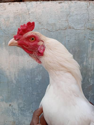 Health and Active Madi