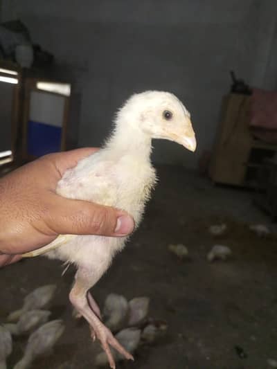 Aseel Chicks Heera Aseel  chicks ( 03204661930 )