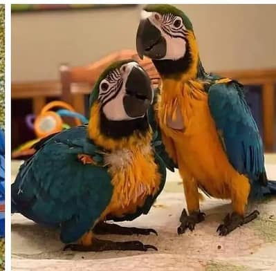 blue macaw parrot chips for sale 0318/4281/412