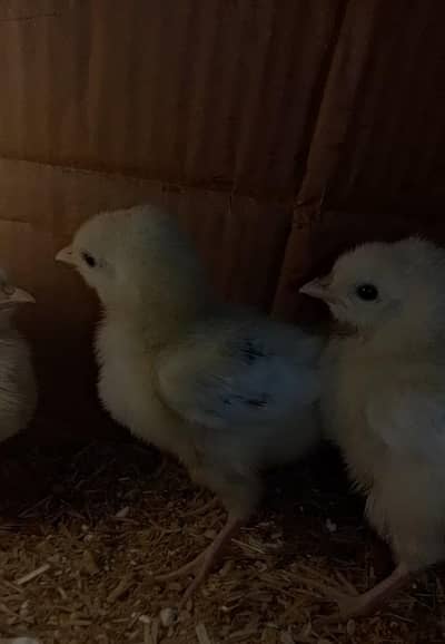 Light Sussex Chicks