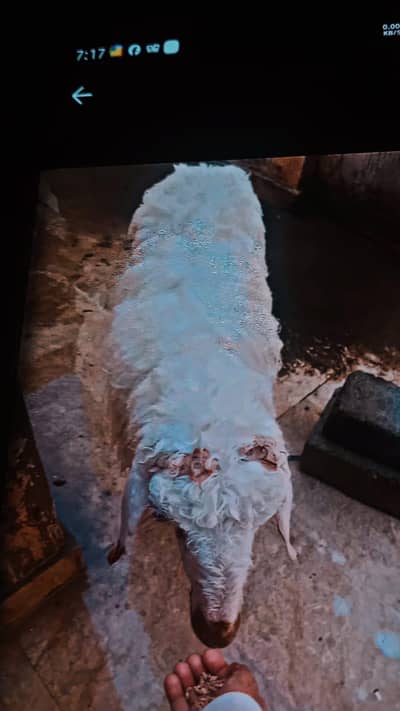 chaki wali dombi for sale