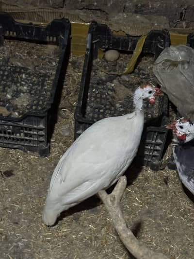 Teetar (Guinea Fowl) for sale