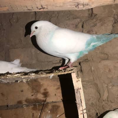 sherazi pigeons