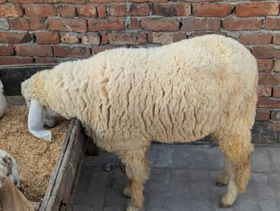 Chatra Sheep