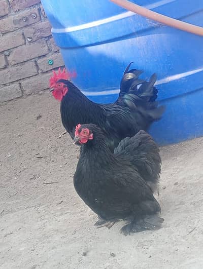 Bantam Breeder Pair