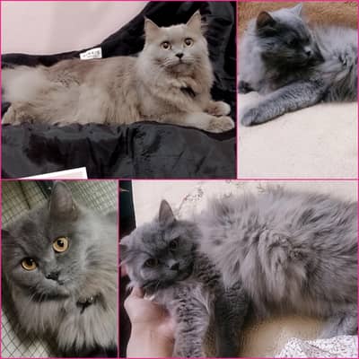Male Persian Cat (Triple Coat) Golden, Doll Face, Call 0312,6878,904