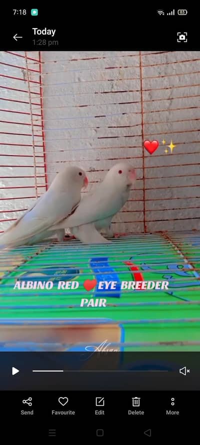 bajri and lovebird