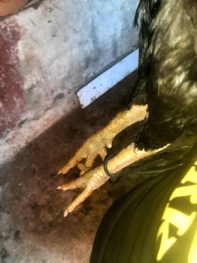 Full healthy sale /exchange