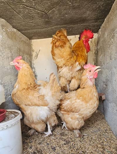 golden buff egg laying female