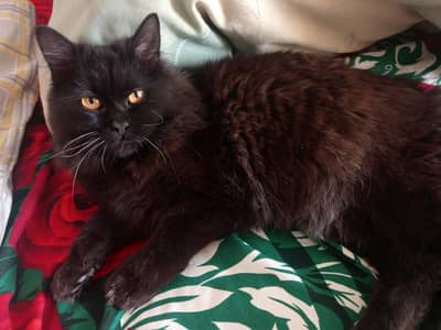 Dark Brown Triple Coat Orange Eyes Male Persian Kitten