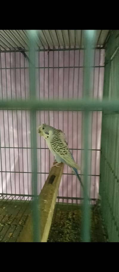 Split bf hogo female