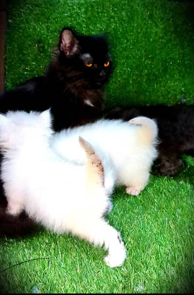 Persian female with 3 kittens