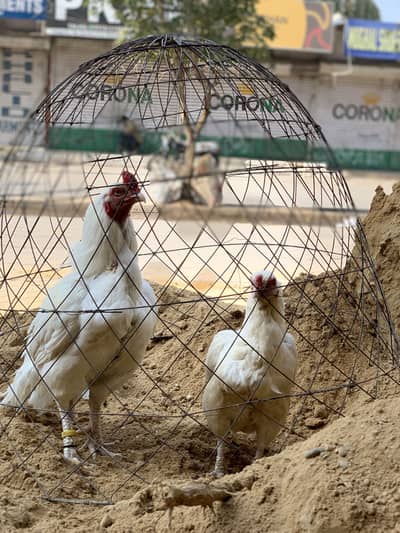 High Quality Heera aseel