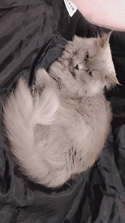 Female Persian Cat (Triple Coat) Doll Face, Call 0312,6878,904