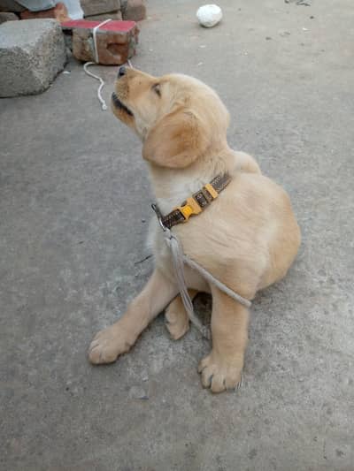 Labrador retriever puppy