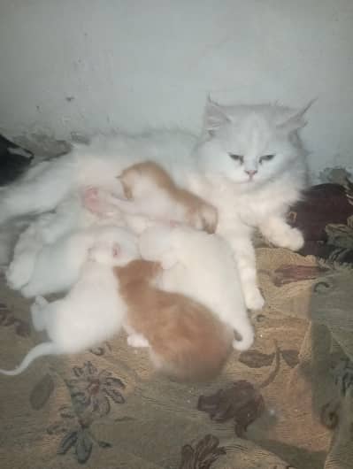 Persian cat for sale