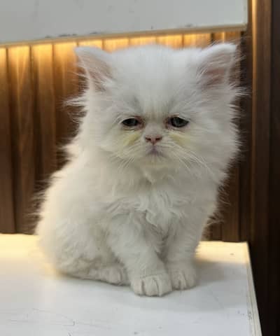 Punch face full long coat extreme Quality  kitten