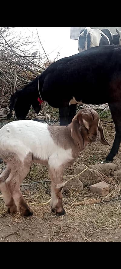 Bakari for sale shat male bacha dusra sova phat ha